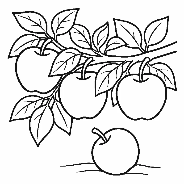 Coloring page of three round apples hanging from a leafy branch with a fourth resting on the ground below, black outlines on white
